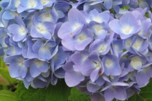 ดอกไม่สีฟ้าสวยเด่นสะดุดตาบนยอดเขาอูซูซัง