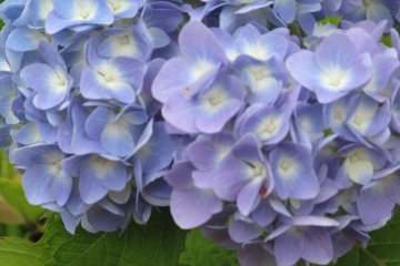 <p>ดอกไม่สีฟ้าสวยเด่นสะดุดตาบนยอดเขาอูซูซัง</p>