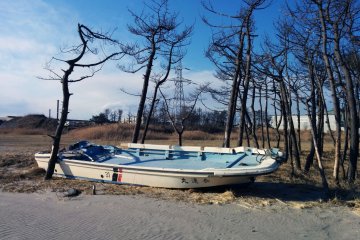 <p>ซากเรือหาปลาจอดอยู่ที่ Gamo ราวสองกิโลเมตร หรือเกือบหนึ่งไมล์ จากทะเล &nbsp;ต้นไม้ตายลงอย่างช้าๆเพราะความเค็มของดิน</p>