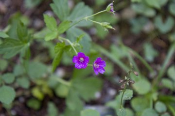 <p>Tiny purple flowers add subtle color to the trail</p>