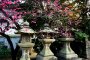 Plum Blossom at Kitano-Tenmangu