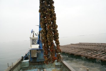 oyster harvesting