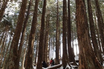 Cedar trees on the trail