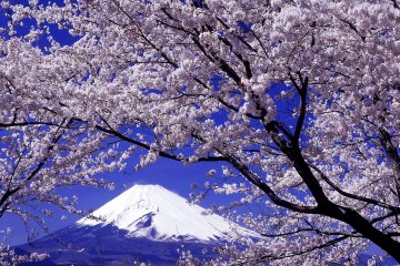 <p>วิวที่มีชื่อเสียงมากของดอกซากุระและภูเขาฟูจิในฉากหลัง</p>