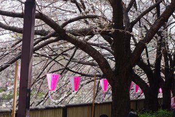 <p>There are resting spots for you and your best friend to o-hanami along the way at Meguro&nbsp;River</p>