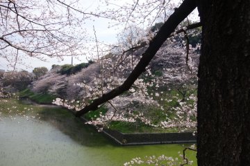 <p>Cherry Blossom in a more natural setting at the northeastern moat of the Imperial Palace</p>