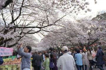 <p>In the afternoon, Ueno Park is very lively with the crowd coming to stroll, take pictures, eat, sit, etc</p>