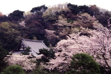 Sakura and tiled roof