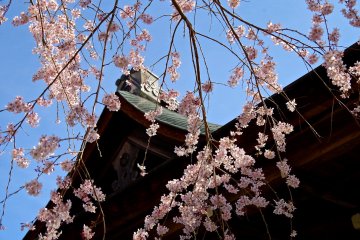 <p>Weeping cherry and blue sky</p>