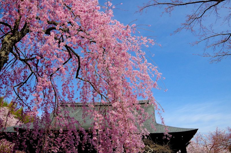 <p>Weeping cherry trees against the clear blue sky</p>