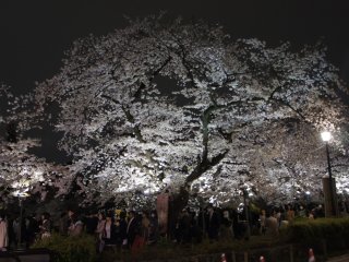 The tree outside the Indian embassy in Kudanshita is full in bloom and long lines of people walking by to enjoy the flowers.
