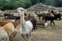 The Largest Alpaca Farm in Japan