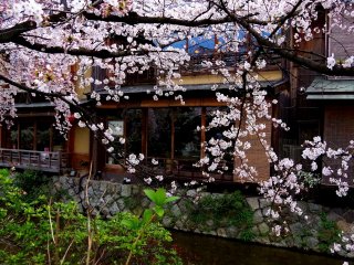 Les cerisiers et les maisons machiya