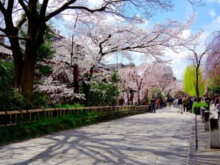 Pink flowers of cherry trees and fresh green weeping willows show a nice contrast