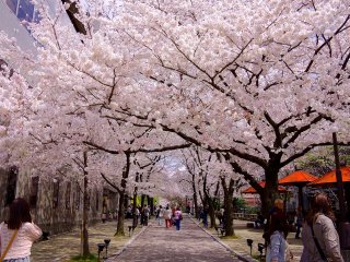 Un tunnel de fleurs de cerisier
