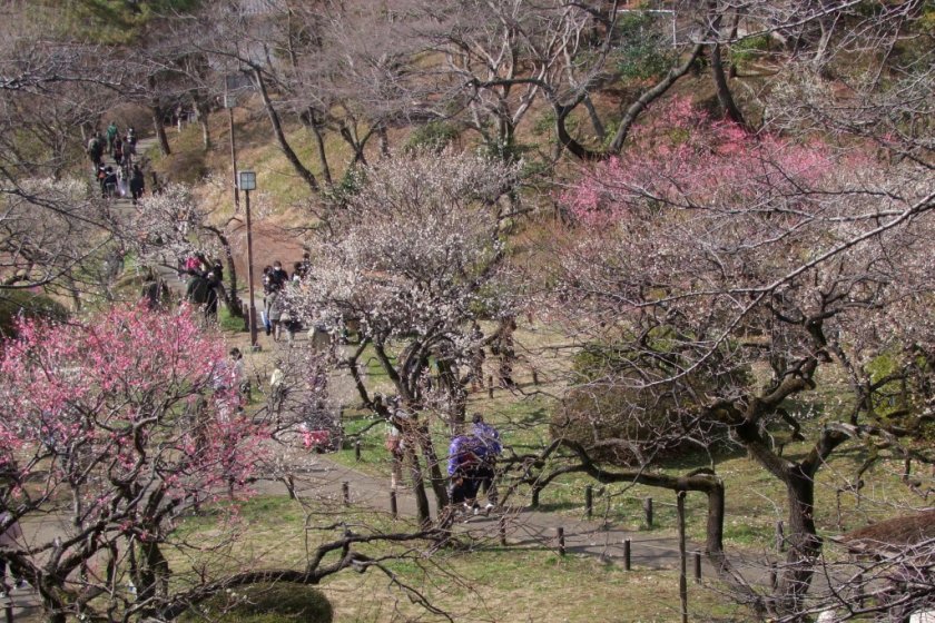 About 200 plum trees covering 1100 square meters gradually open, and make the park a very pleasant place to hang out.
