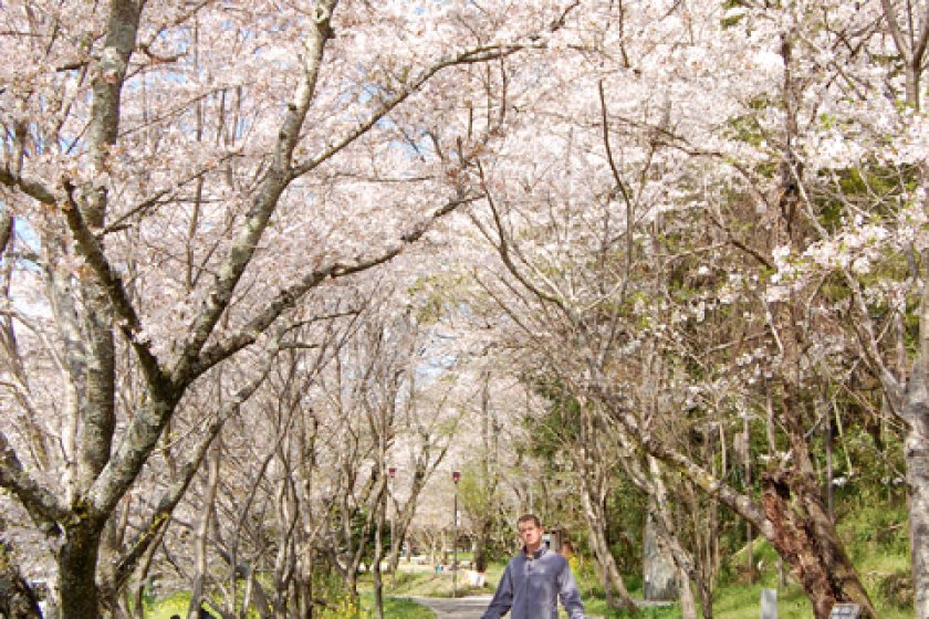 The cherry blossom lane.