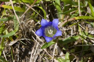 Keep an eye out for the celebrated wildflower&nbsp;rindo, or Japanese gentian (Gentiana scabra), near Fudo Pond and other lower elevations
