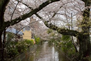 Des cerisiers en fleurs le long de la rivi&egrave;re Takase&nbsp;(高瀬川), Kiyamachi Dōri (Shimogyō-ku, Kyoto).