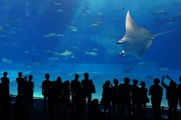 <p>Admiring the manta rays.</p>