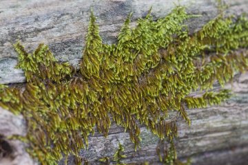 <p>Some moss prefer smooth wood to other surfaces</p>