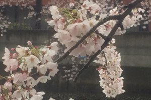 One of many cherry blossom in full bloom