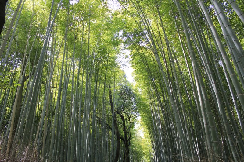 Тысячи бамбуковых деревье растут в линию в Сагано в Киото