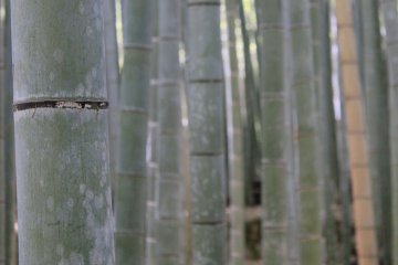 Бамбук вблизи