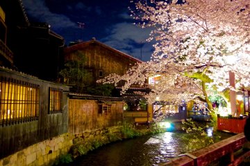<p>Illumination of cherry blossoms</p>
