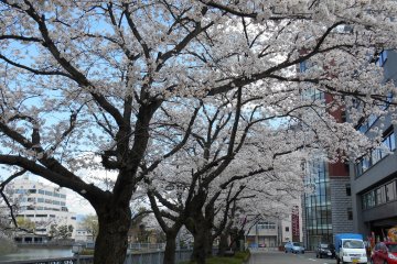 <p>Cherry trees just outside of Fukui Castle</p>