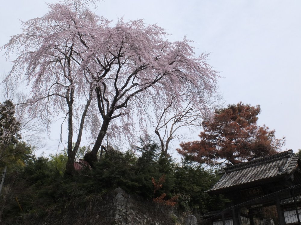 Sakura di pintu masuk kuil