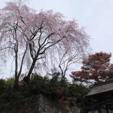 Sakura on Mt. Minobu, Yamanashi