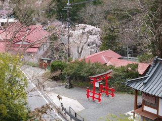 Sakura di dekat gerbang torii merah, di luar pintu masuk kuil