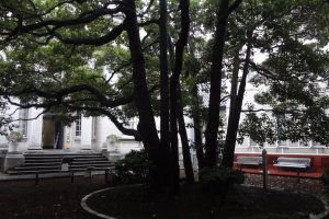 The real tree in the courtyard of the Yokohama Archives of History.