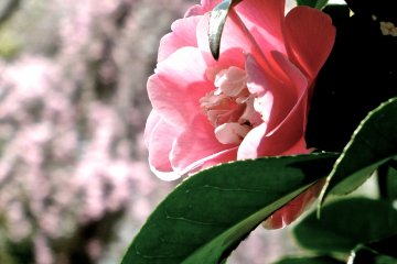 <p>Camellia and cherry blossoms</p>