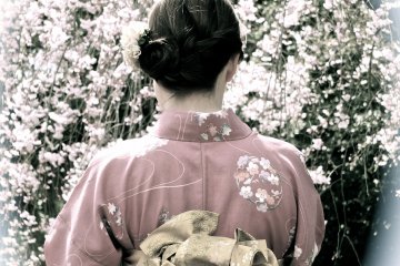 <p>Kimono and sakura, classic style, at Nijo-jo Castle, Kyoto</p>