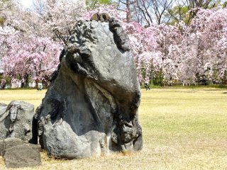 Rock, field, and sakura at Nijo-jo&nbsp;Castle grounds