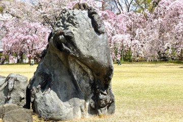 <p>Rock, field, and sakura at Nijo-jo&nbsp;Castle grounds</p>