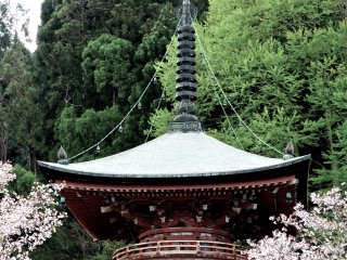 The pagoda during cherry blossom season