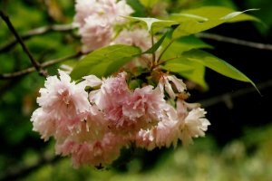 ยาเอซากุระ （八重桜）ซากุระที่มีมากกว่า 5 กลีบ (ภาพถ่ายด้วยกล้องฟิล์ม)