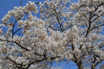 <p>Close up of cherry blossoms in full bloom</p>