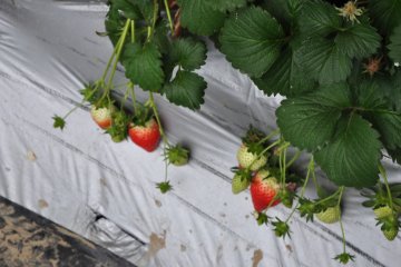 More Strawberries