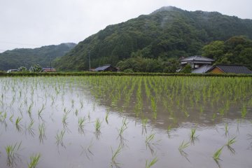 <p>Across from the parking lot, you&#39;ll see flooded rice fields with newly planted seedlings</p>