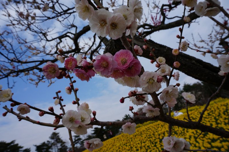 <p>Множество видов Сакуры во множестве цветов, но главным событием здесь является поле нарциссов</p>