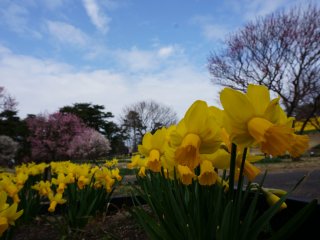Clear blue sky, Big sakura trees in bloom, Narcissus field - they all come together perfectly