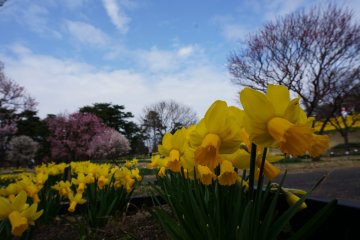 <p>Clear blue sky, Big sakura trees in bloom, Narcissus field - they all come together perfectly</p>