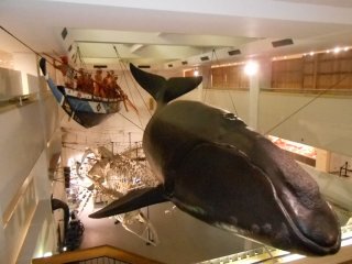 Một chiếc tàu đánh cá voi kiểu Nhật và con cá voi trơn Bắc Thái Bình Dương dài 15 mét