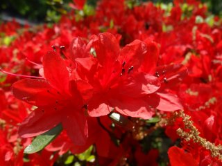 ดอกอะซีเลีย (Azalea) มีมากมายหลายสี