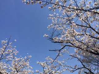 Sakura under a perfect, blue sky