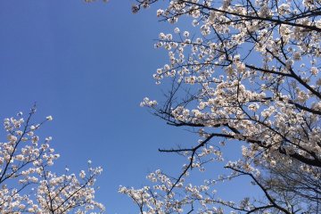 <p>Sakura under a perfect, blue sky</p>